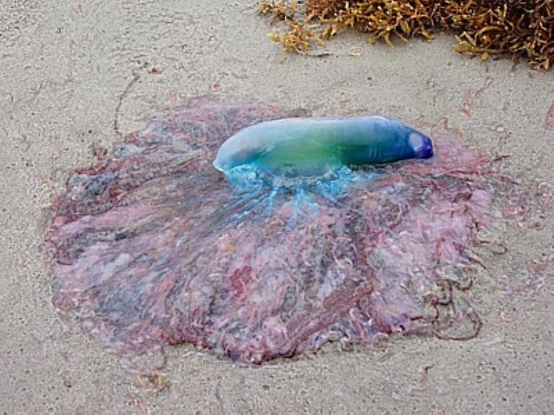 Avistadas 500 medusas de una especie muy peligrosa en el Estrecho