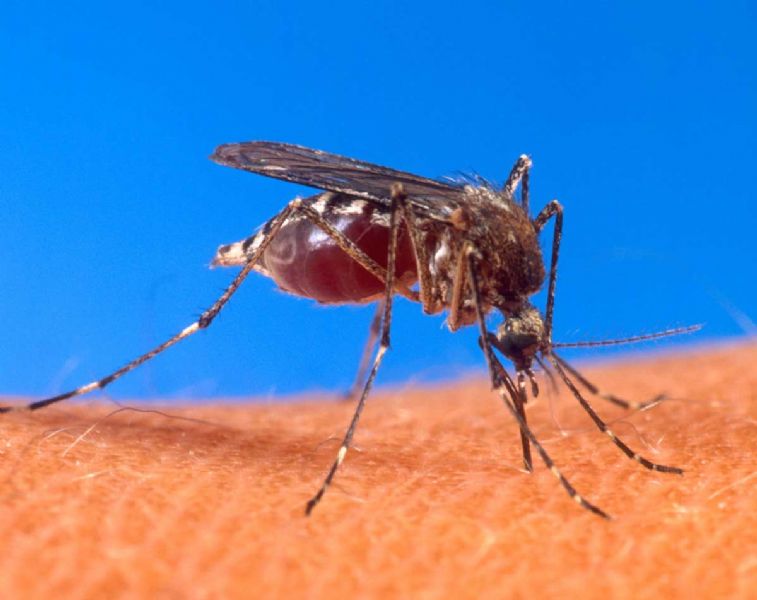 La Diputacin de Huelva ayuda a controlar las plagas de mosquitos