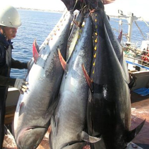 Expertos de España, Marruecos, Portugal y Japón debaten sobre la pesca del atún