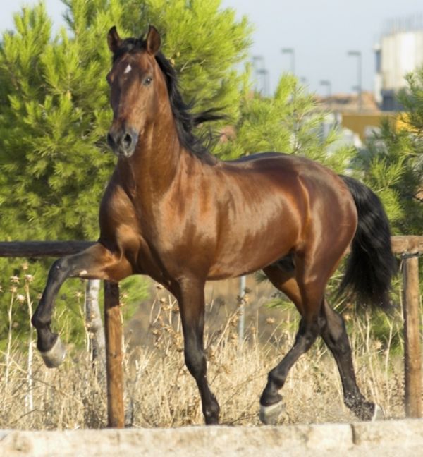 El Saln Internacional del Caballo de Sevilla est dedicado este ao a Marruecos