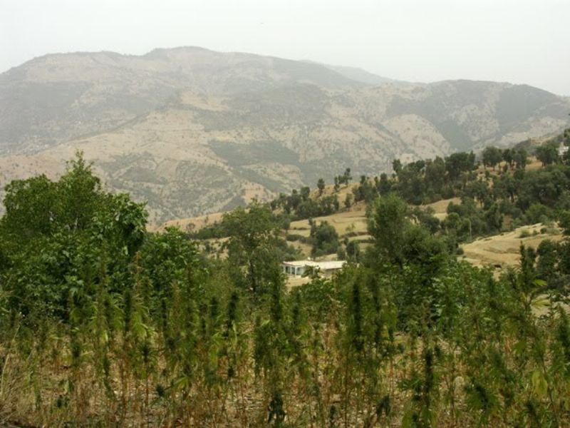 Un órgano internacional subraya los esfuerzos de Marruecos contra el cultivo ilegal del cannabis