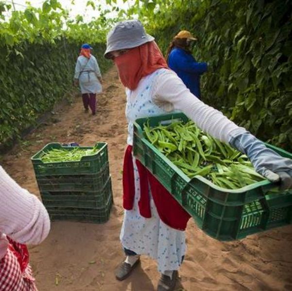 La CE dice que es tarea de los Estados miembros verificar si Marruecos cumple los acuerdos agrícolas