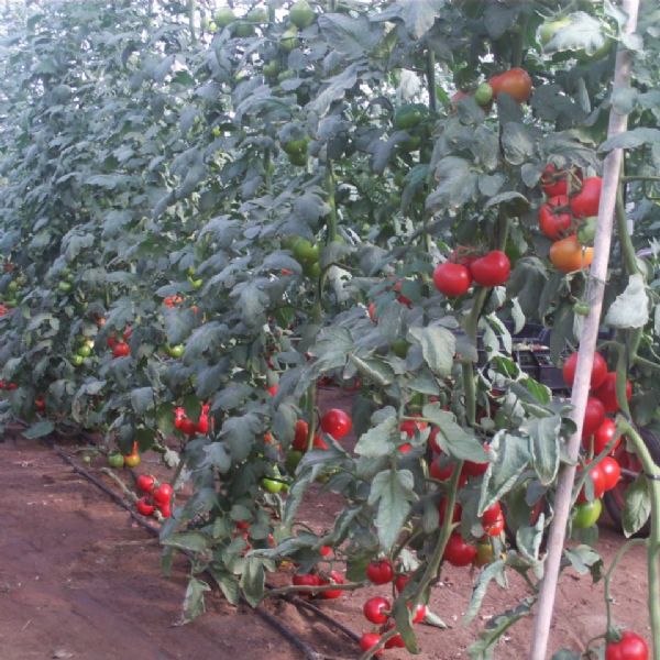 Espaa afirma que el tomate marroqu cumple las exigencias sanitarias