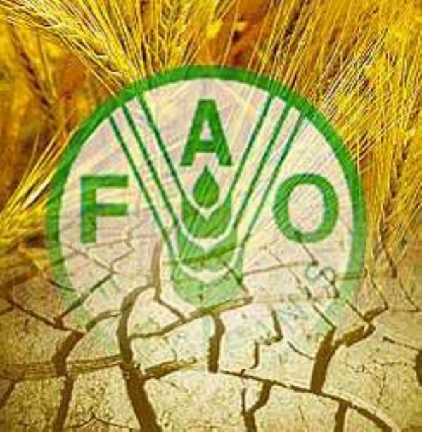 Marruecos elegido vicepresidente del Consejo de la FAO