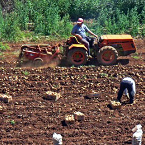 Los agricultores canarios exigen a los eurodiputados que no ratifiquen la renovacin del acuerdo UE-Marruecos