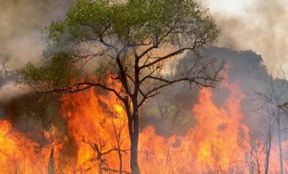 El fuego arrasa cerca de 300 hectáreas de un bosque  en Agadir