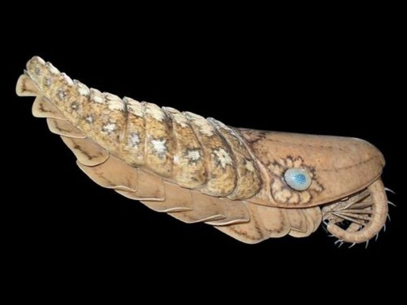 Hallan en Marruecos fósiles de un gran depredador marino