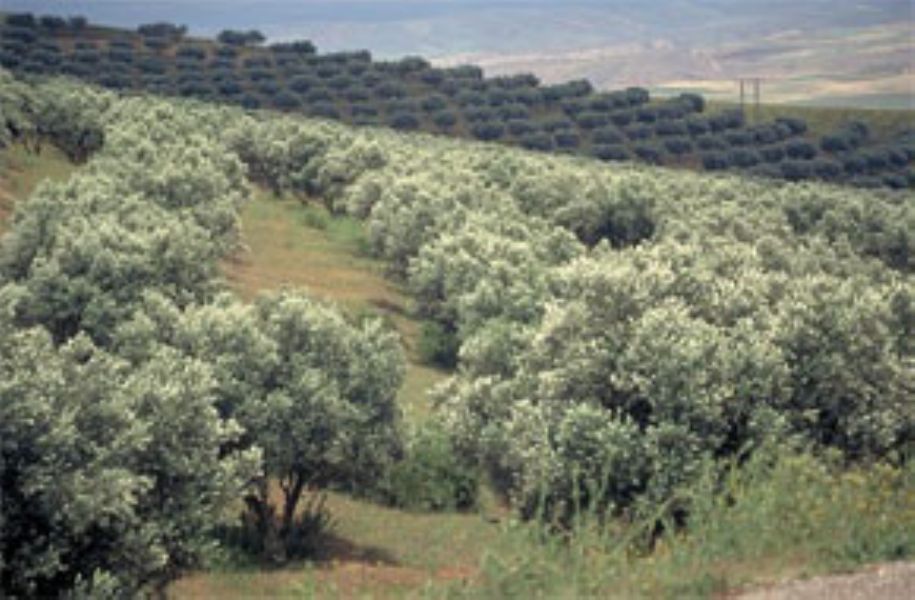Marruecos potencia su produccin de aceite de oliva aumentando sus exportaciones