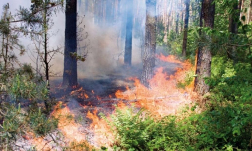 Ms de 3.000 hectreas quemadas, actual balance de los incendios forestales