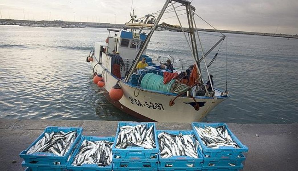 Los espaoles consumen un 45% de pescado marroqu