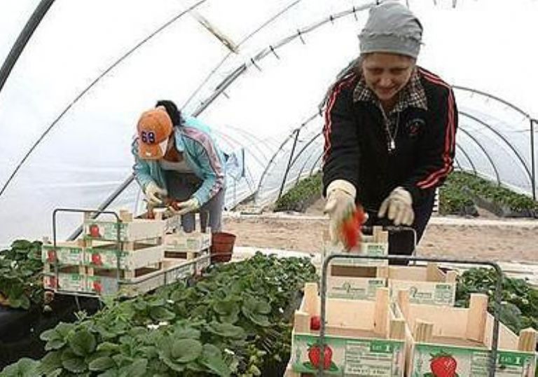 Disminuye el nmero de trabajadores temporales marroques en Espaa