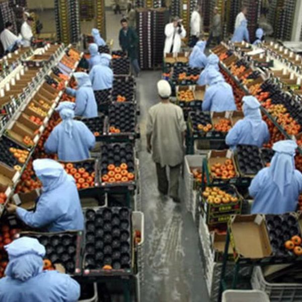 Europa pide a Marruecos que supervise ms sus exportaciones por el caso de los tomates