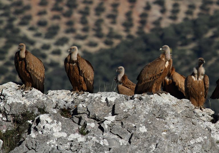 Un proyecto hispano-marroquí para el seguimiento y la gestión de aves necrófagas