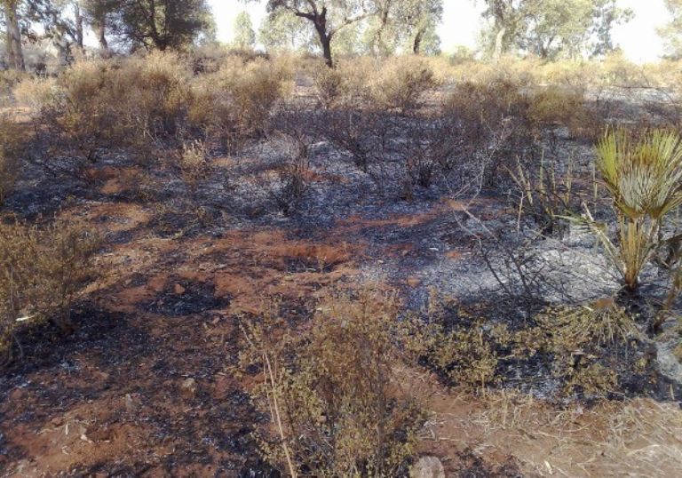 Incendio forestal arrasa 17 hectáreas en la región de Tetuán