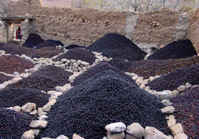 Marruecos dotar la regin  Tnger-Tetun de magnates proyectos agrcolas