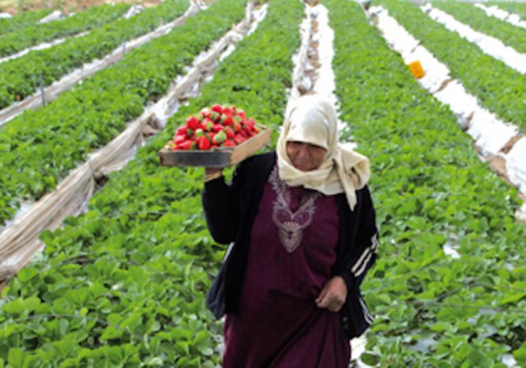 Marruecos aspira a aumentar las exportaciones de fresa fresca