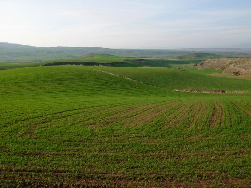 Marruecos alcanzará la cifra récord en la cosecha de cereales de este año