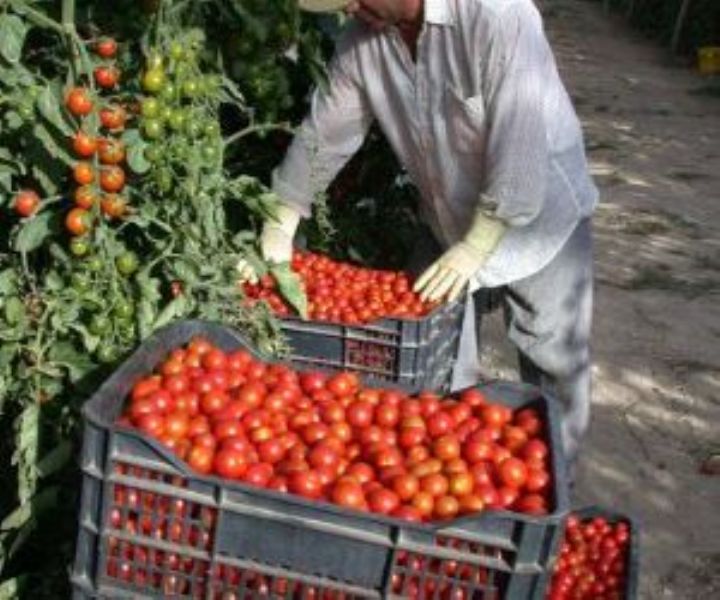 Marruecos export en la ltima campaa 400.000 toneladas de tomates